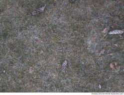 Photo Textures of Ground Grass Frozen